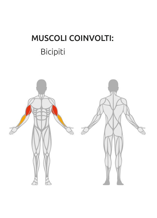 muscolatura-PL-CURLjpg.jpg